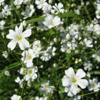 Snowy White Baby's Breath flowering plant for garden planting