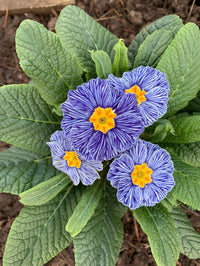 Primula Acaulis Light Blue Seeds for Planting - European Flower Seeds