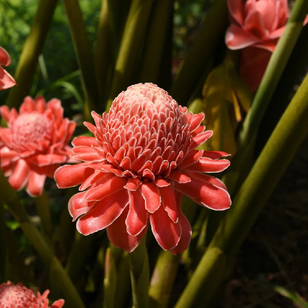 Etlingera Elatior Flower seeds for Planting Long Bloom Season Heirloom & GMO Free Seeds for Home Garden