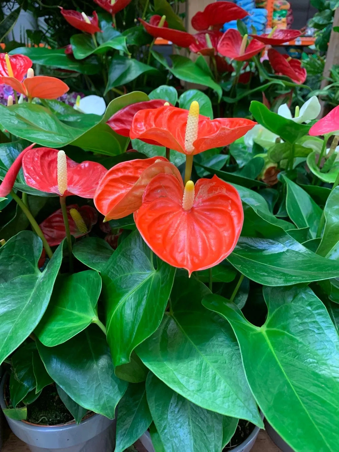 Anthurium Andraeanum Flower seeds for Planting - Premium Quality, Heirloom & GMO Free Seeds for Home Garden