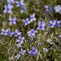 Houstonia Houstonia spp Flower Seeds for Planting in Flower Bed
