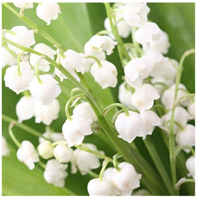 Bell (Bell Orchid) seeds for planting in home garden