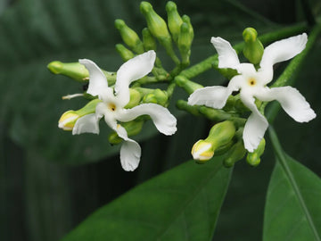 Voacanga Flower Seeds: Enchanting Blooms for Garden Enthusiasts  Plant with Joy!