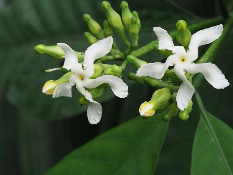 Voacanga Flower Seeds: Enchanting Blooms for Garden Enthusiasts  Plant with Joy!