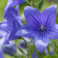 Balloon Flower seeds for Planting Drought Tolerant Heirloom & GMO Free Seeds for Home Garden 
 
 Sale