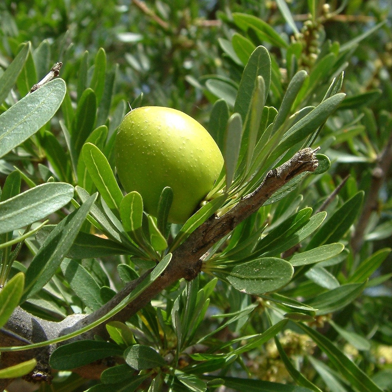 Moroccan Argan Tree growing with green foliage