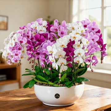 Mixed Doritaenopsis Orchid Flower seeds for Planting - Drought Tolerant, Heirloom & GMO Free Seeds for Home Garden