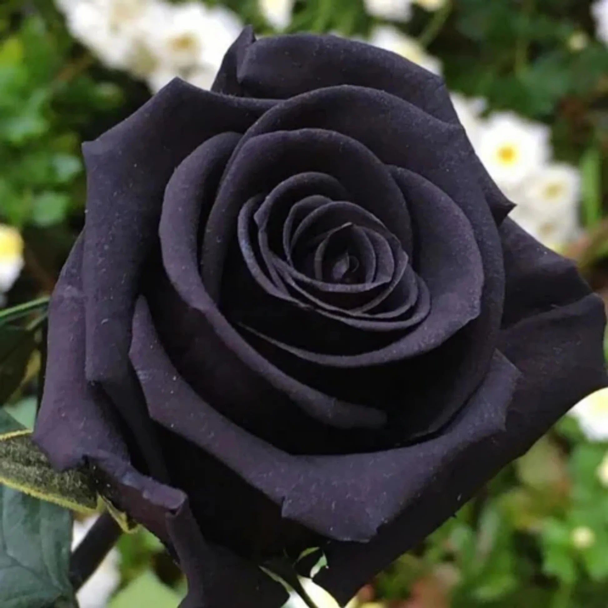 Rose Flower seeds for Planting Vibrant Colors Heirloom & GMO Free Seeds for Home Garden 
 
 Sale