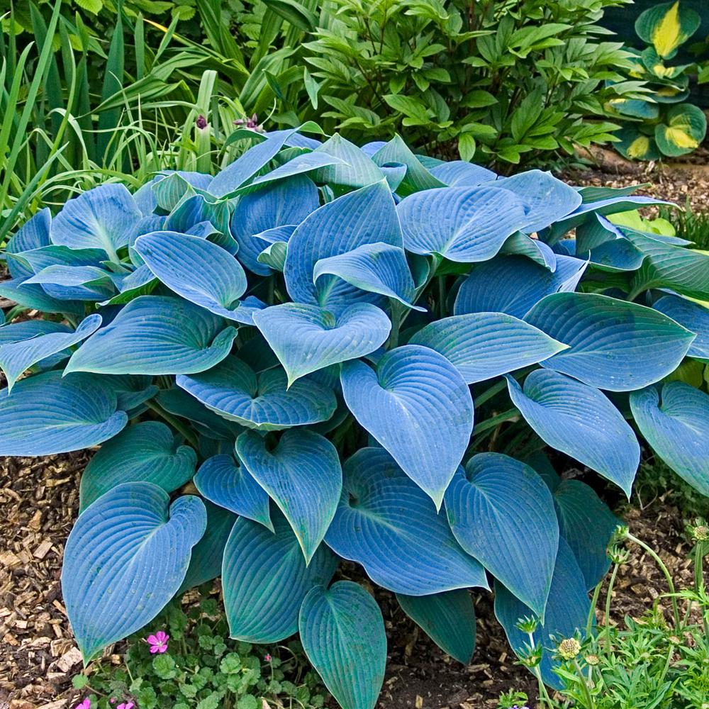 Perennial Blue Hosta plant with attractive blue-green foliage in a shaded garden.