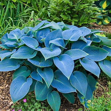 Perennial Blue Hosta plant with attractive blue-green foliage in a shaded garden.