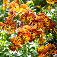 Planting Guide for Mixed Viola Tiger Flower Seeds