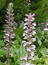 Acanthus Spinosus Acanthus spinosus Flower Seeds for Planting in Flower Bed