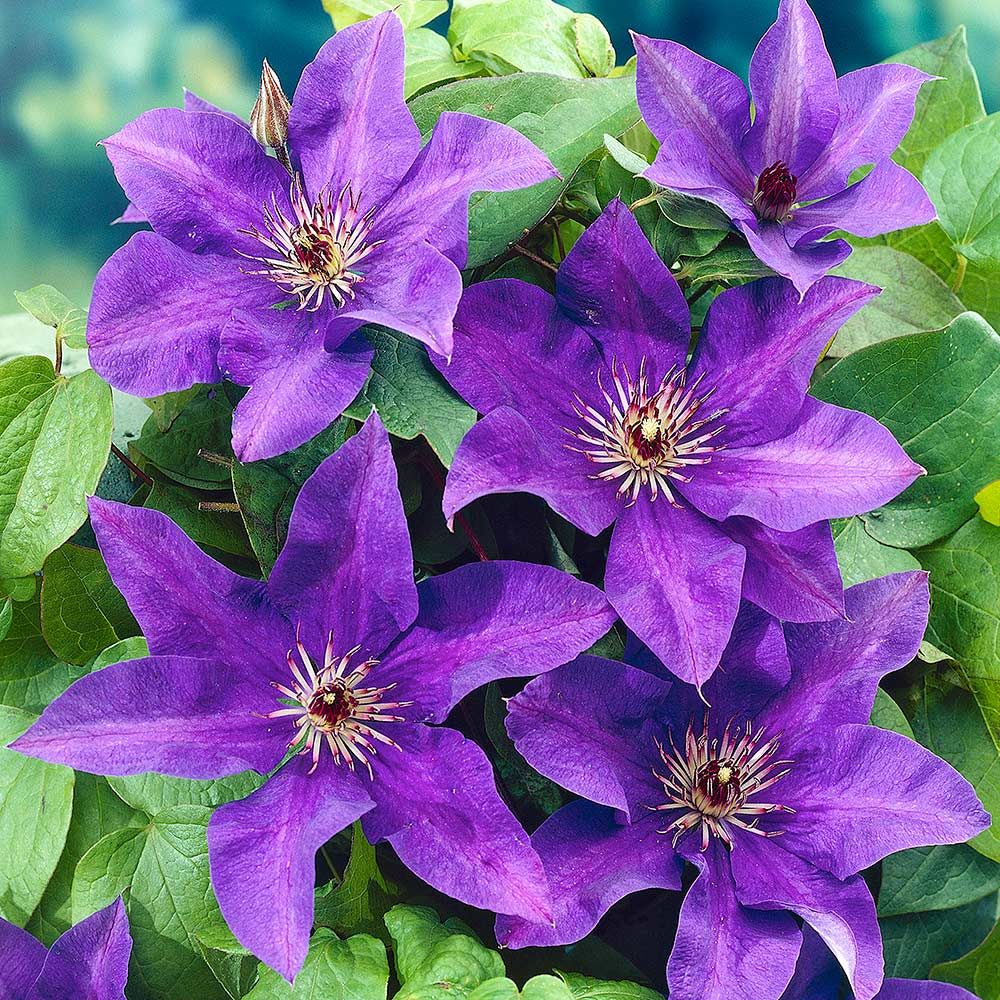 Mixed Clematis Flower seeds for Planting Fragrant Blossoms Heirloom & GMO Free Seeds for Home Garden 
 
 Sale