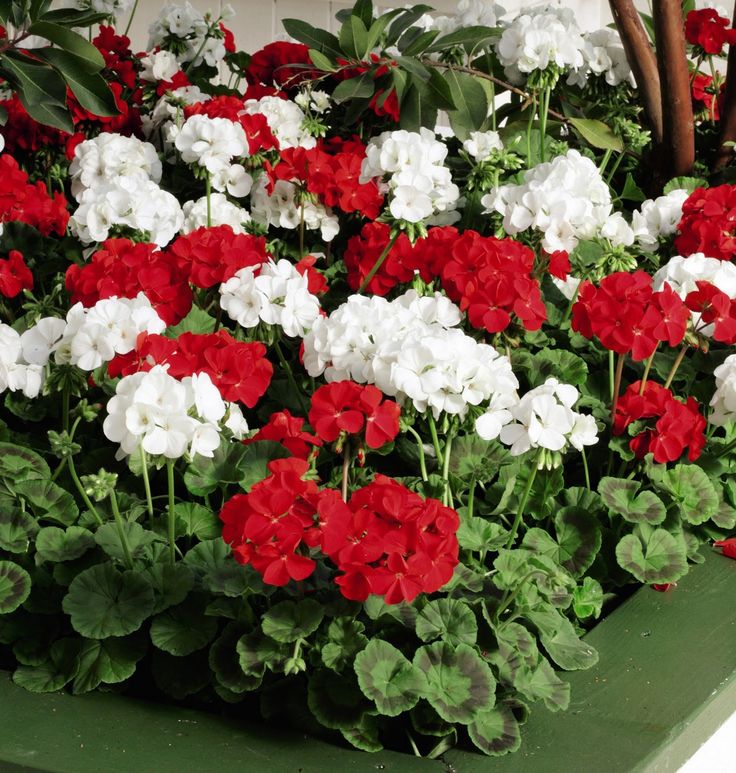 Red & White Geranium Flower seeds for Planting - Vibrant Colors, Heirloom & GMO Free Seeds for Home Garden