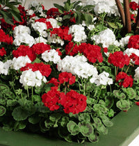 Red White Geraniums Flower seeds for Planting - Seasonal Bloomer, Heirloom & GMO Free Seeds for Home Garden