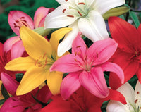 Flowering Lily plants growing in an outdoor garden