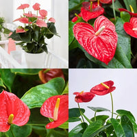MultiColour Anthurium Seeds for Planting Premium Quality Heirloom & GMO Free Seeds for Home Garden
 
 Sale