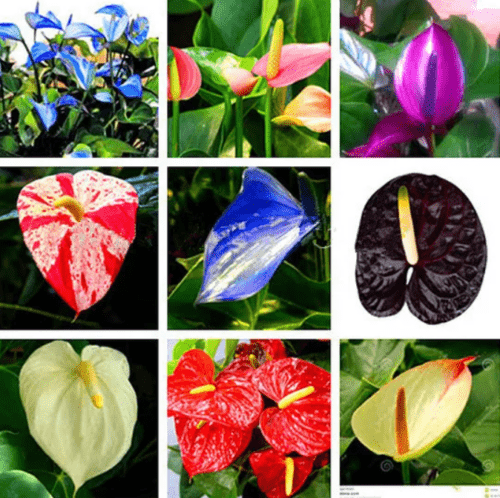 MultiColour Anthurium Seeds for Planting Premium Quality Heirloom & GMO Free Seeds for Home Garden
 
 Sale