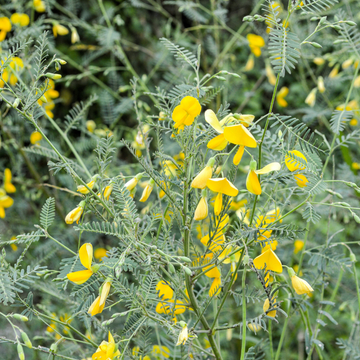 Yellow Sesbania Aculeata Plant Seeds Planting Guide