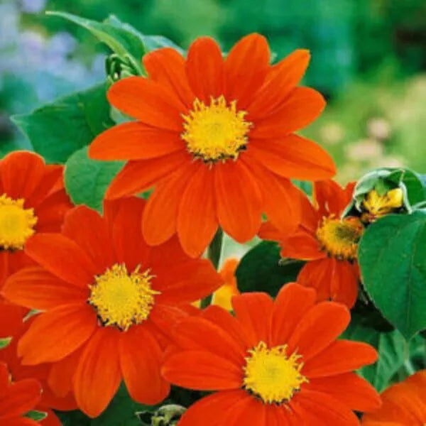 Tithonia Flower seeds for Planting Low Maintenance Heirloom & GMO Free Seeds for Home Garden