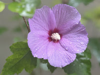 Violet Hibiscus Flower seeds for Planting - Pollinator Friendly, Heirloom & GMO Free Seeds for Home Garden