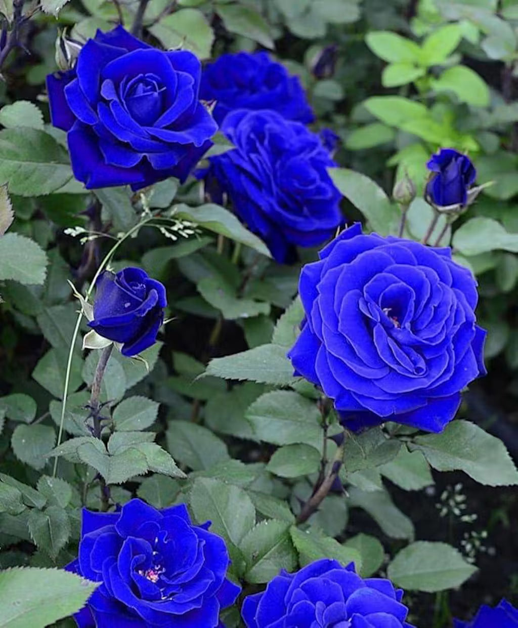 Close-up of Blue Midnight Rose blooms showcasing rich blue-inspired petals.