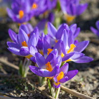 Blue Yellow Crocus Flower seeds for Planting - Garden Favorite, Heirloom & GMO Free Seeds for Home Garden