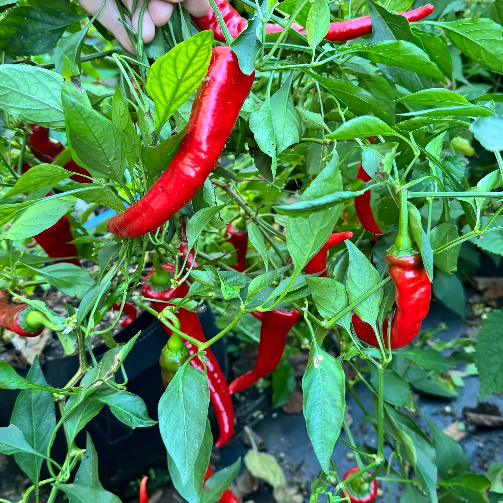 Heirloom Italian Jimmy Nardello pepper plants growing long sweet peppers
