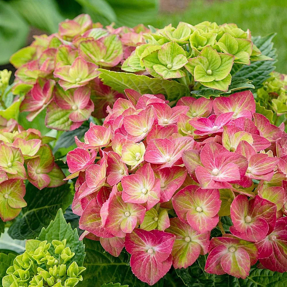 Pink Hydrangea Flower seeds for Planting Drought Tolerant Heirloom & GMO Free Seeds for Home Garden 
 
 Sale
