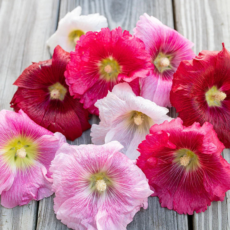 Perennial hollyhock flowers adding height and vibrant color to outdoor landscaping