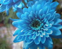 Sky Blue Chrysanthemum Flower seeds for Planting - Cottage Garden Essential, Heirloom & GMO Free Seeds for Home Garden