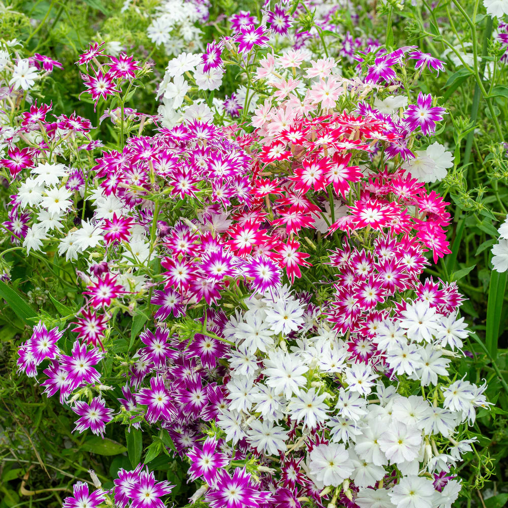 Phlox Twinkle Star Phlox paniculata Seeds for Planting for Flower Bed