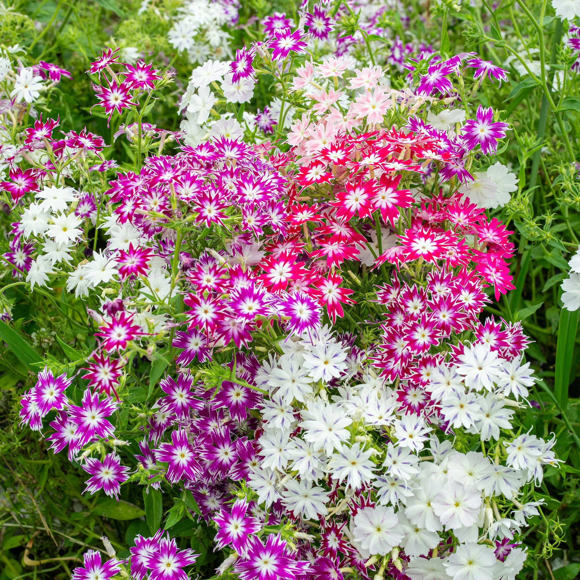 Mixed Twinkle Star Flower seeds for Planting - Fragrant Blossoms, Heirloom & GMO Free Seeds for Home Garden
