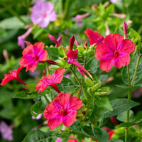 Yellow Red Four O'Clock Flower seeds for Planting - Wildflower Mix, Heirloom & GMO Free Seeds for Home Garden