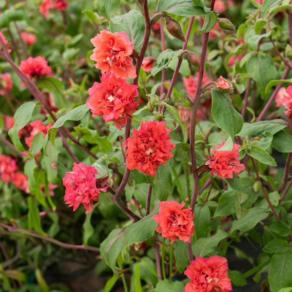 Elegant Clarkia Flower seeds for Planting - Wildflower Mix, Heirloom & GMO Free Seeds for Home Garden
 
 Sale seeds for home garden
