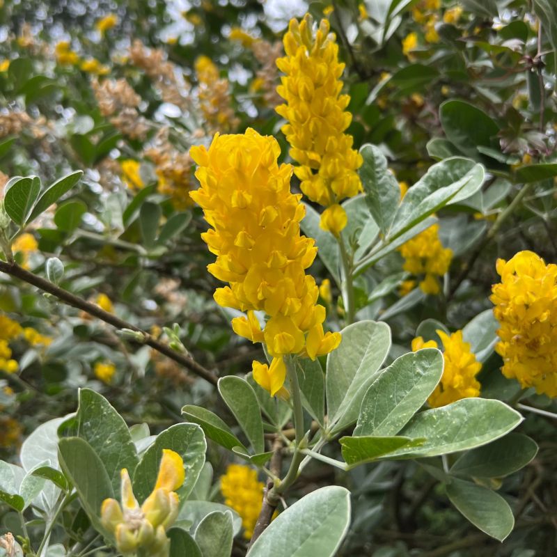 Argyrocytisus Flower seeds for Planting Compact Growth Heirloom & GMO Free Seeds for Home Garden