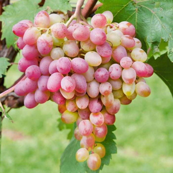 Miniature Pink Grape Cream Seeds for Planting