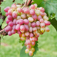 Miniature Pink Grape Cream Seeds for Planting