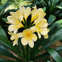 Clivia Seeds, Rare Color Clivia Chinese Flower Seeds