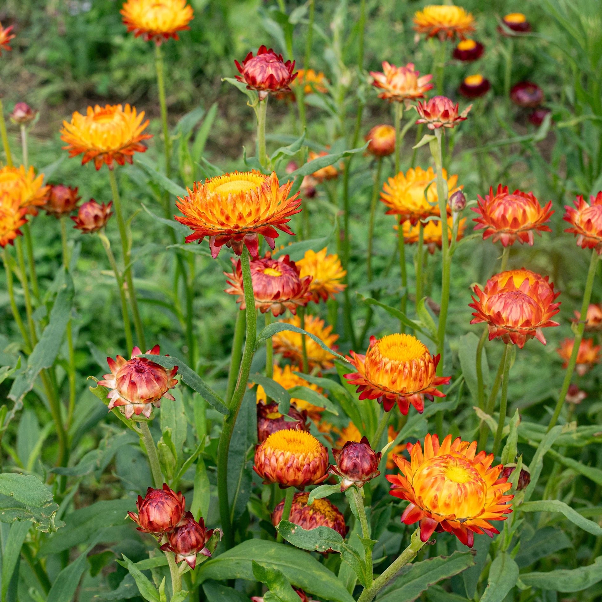 StrawFlower seeds for Planting Garden Favorite Heirloom & GMO Free Seeds for Home Garden