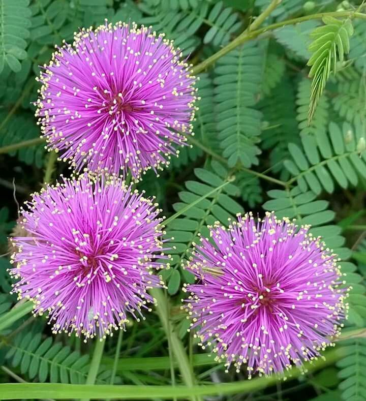 Purple Mimosa Pudica Flower seeds for Planting Cut Flower Favorite Heirloom & GMO Free Seeds for Home Garden 
 
 Sale