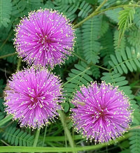 Purple Mimosa Pudica Flower seeds for Planting Cut Flower Favorite Heirloom & GMO Free Seeds for Home Garden 
 
 Sale