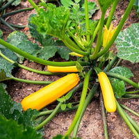 Non-GMO zucchini and squash vegetable seed mix for seasonal garden growing