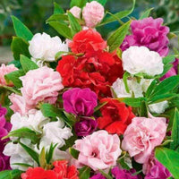 Colorful Balsam Flower Planting Seeds  Easy Spring Garden Annuals