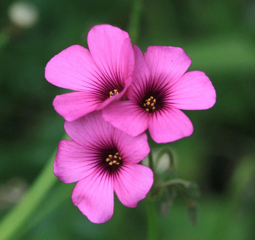White Pink Oxalis Laciniata Flower seeds for Planting Long Bloom Season Heirloom & GMO Free Seeds for Home Garden
 
 Sale