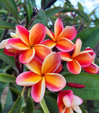 Orange Frangipani Flower seeds for Planting Cut Flower Favorite Heirloom & GMO Free Seeds for Home Garden 
 
 Sale