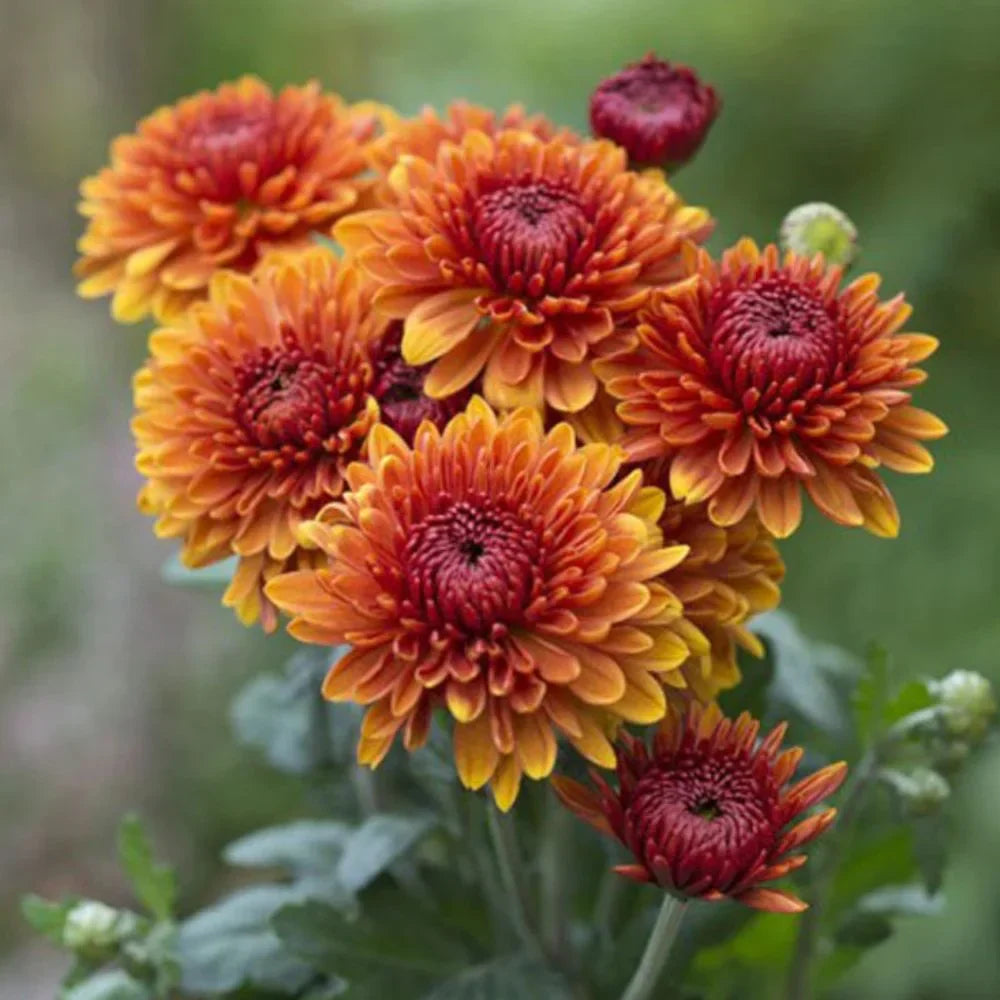 Deep Orange Chrysanthemum Flower seeds for Planting - Sun Loving, Heirloom & GMO Free Seeds for Home Garden