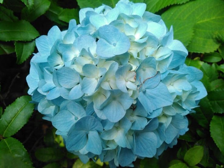 Sea Blue Hydrangea Flower seeds for Planting Seasonal Bloomer Heirloom & GMO Free Seeds for Home Garden 
 
 Sale