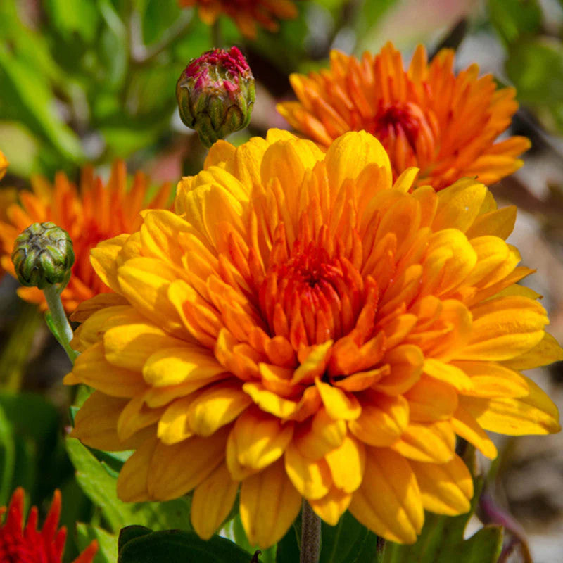 Orange Chrysanthemum Flower seeds for Planting - Hardy Variety, Heirloom & GMO Free Seeds for Home Garden