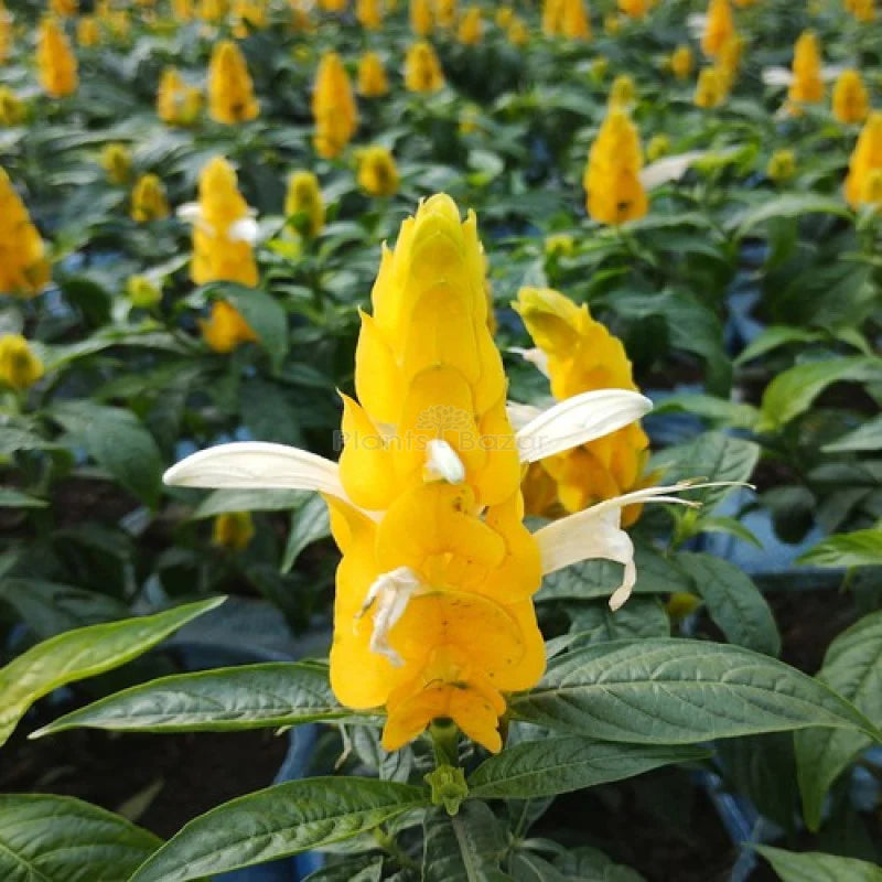 Yellow Crossandra Flower seeds for Planting - Garden Favorite, Heirloom & GMO Free Seeds for Home Garden